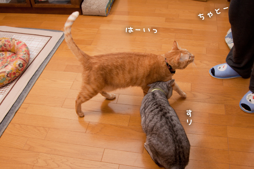 甘えん坊おじさん_d0355333_15254157.jpg