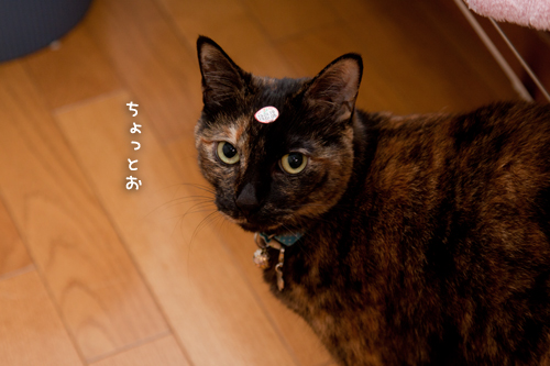 賞味期限は?_d0355333_15254458.jpg