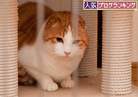 ついにとらえた!_d0355333_15254523.jpg