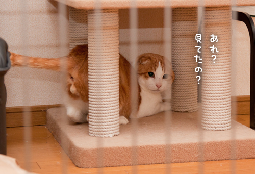 ついにとらえた!_d0355333_15254541.jpg