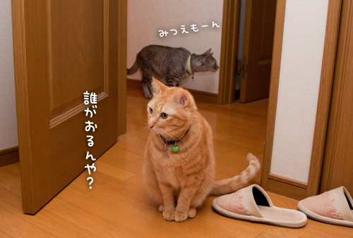 仲良くしてね。_d0355333_15254935.jpg