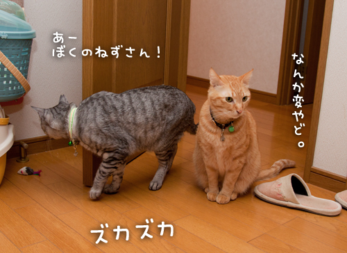 仲良くしてね。_d0355333_15254969.jpg