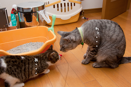 仲良くしてね。_d0355333_15254981.jpg