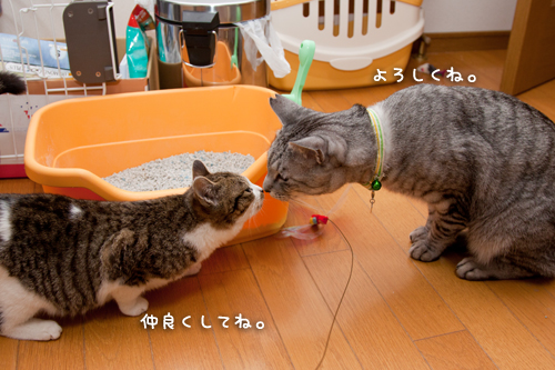 仲良くしてね。_d0355333_15255016.jpg