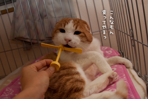 ドラえもんと言えば!_d0355333_15255610.jpg