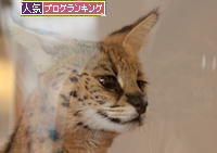ライオンさんにおやつ★アドベンチャーワールド前編_d0355333_15260030.jpg