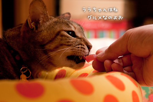 おみやげは・・・_d0355333_15260618.jpg