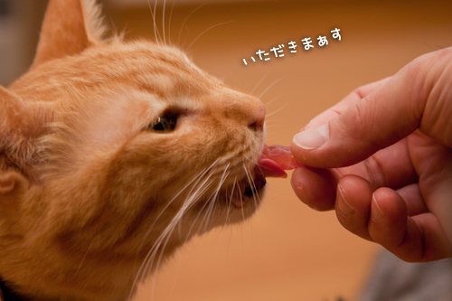 おみやげは・・・_d0355333_15260672.jpg