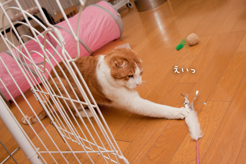 ねこでリフレッシュ!_d0355333_15261026.jpg