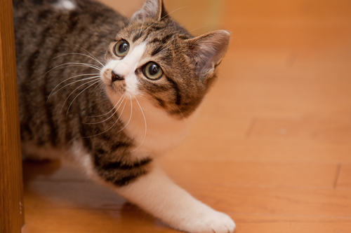 ねこでリフレッシュ!_d0355333_15261061.jpg