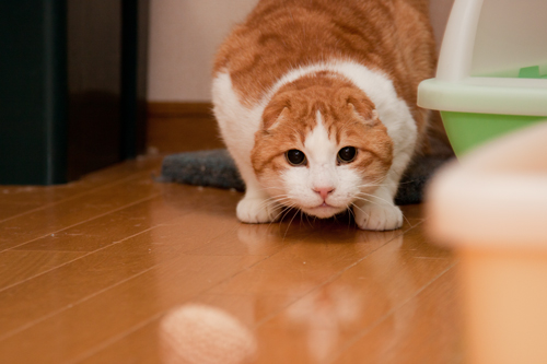 ねこでリフレッシュ!_d0355333_15261080.jpg