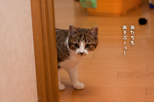 ねこでリフレッシュ!_d0355333_15261089.jpg