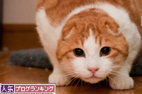 ねこでリフレッシュ!_d0355333_15261137.jpg