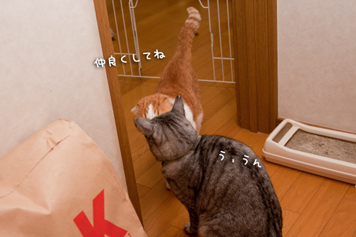 みつるの里親さん募集スタート!_d0355333_15261545.jpg