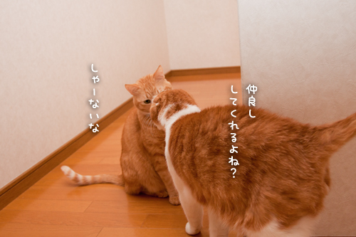 みつるの里親さん募集スタート!_d0355333_15261670.jpg