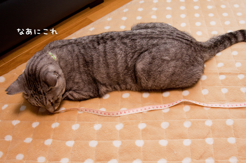 計ってみた。_d0355333_15262041.jpg