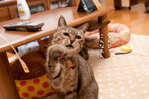 計ってみた。_d0355333_15262149.jpg