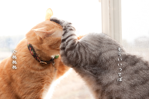 仲良くしなさいよ_d0355333_15262252.jpg