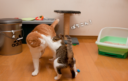 のんびりしてる場合じゃない_d0355333_15262833.jpg