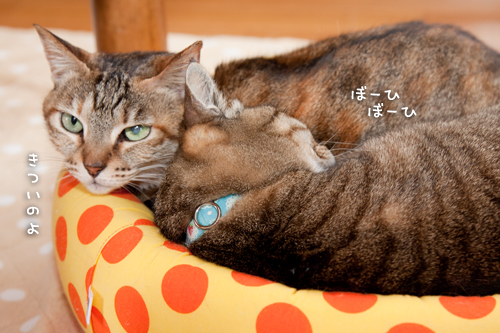 大丈夫だよね_d0355333_15263322.jpg