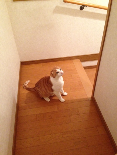 大丈夫だよね_d0355333_15263449.jpg
