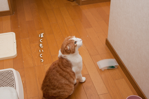 やる時が違うって!_d0355333_15263602.jpg