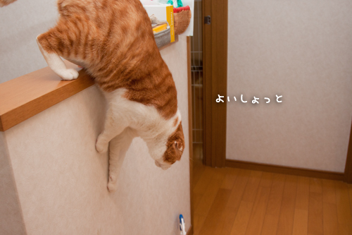 やる時が違うって!_d0355333_15263774.jpg