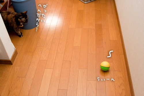 気にならないの?_d0355333_15263826.jpg