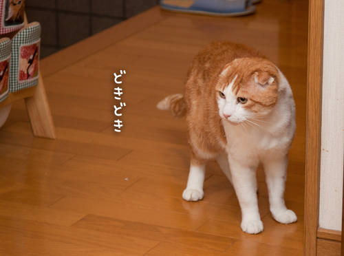 来たよ。_d0355333_15264050.jpg