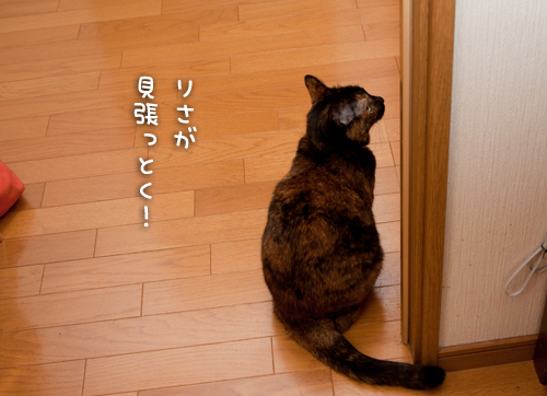 来たよ。_d0355333_15264059.jpg