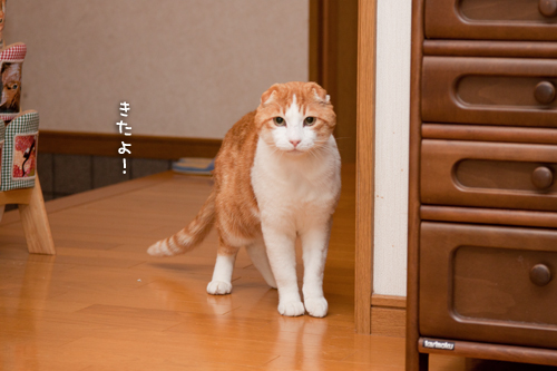 来たよ。_d0355333_15264090.jpg