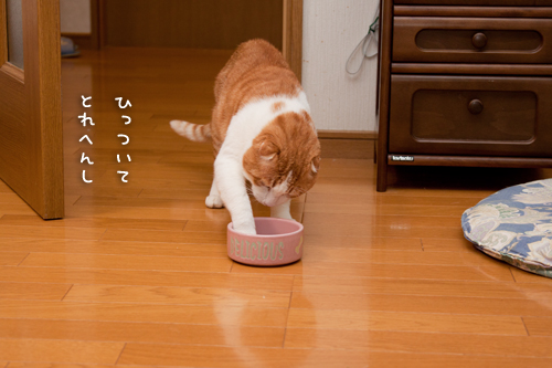 なんでもおいしく食べる子!_d0355333_15264103.jpg