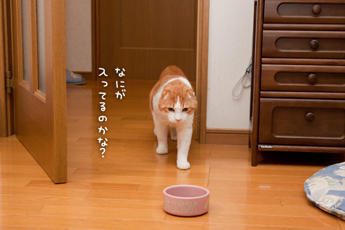 なんでもおいしく食べる子!_d0355333_15264111.jpg