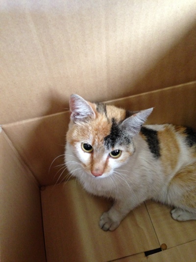サービスエリアの猫_d0355333_15264269.jpg