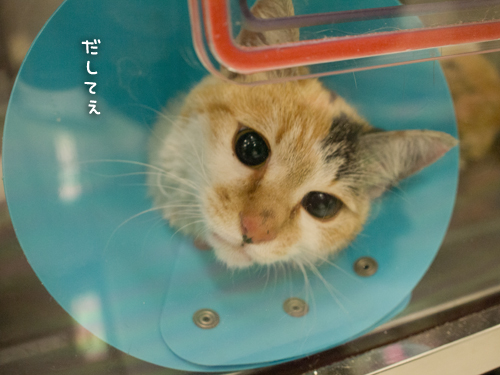 いよいよ・・・_d0355333_15264653.jpg