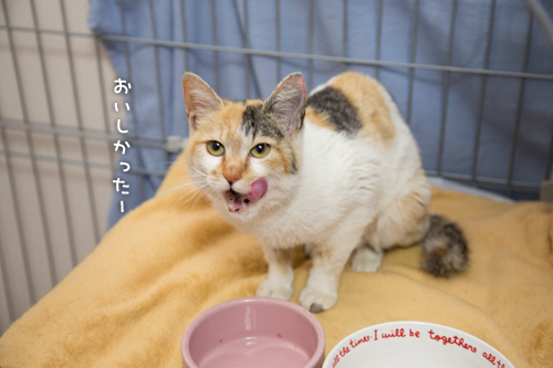 いっぱい食べるよ。_d0355333_15265220.jpg