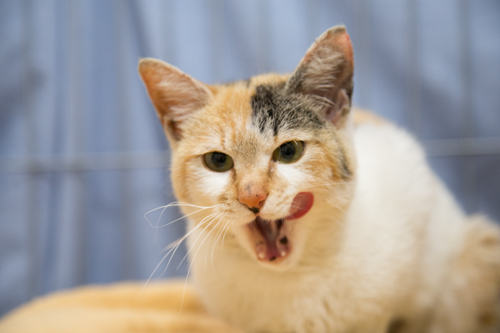 新しいカメラで美人猫を撮る_d0355333_15265319.jpg