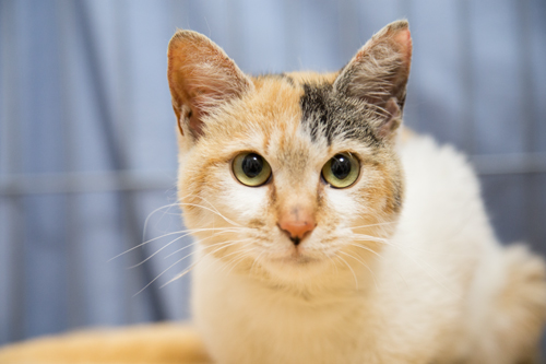 新しいカメラで美人猫を撮る_d0355333_15265366.jpg