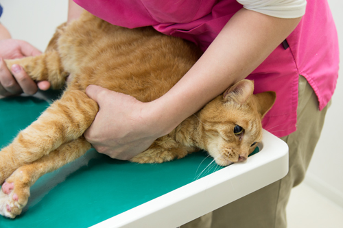 一人暮らしの猫飼いさんへ_d0355333_15265608.jpg