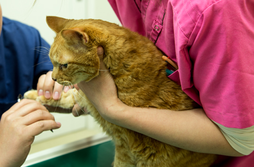 一人暮らしの猫飼いさんへ_d0355333_15265650.jpg