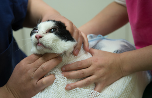 一人暮らしの猫飼いさんへ_d0355333_15265732.jpg