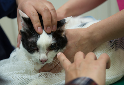 一人暮らしの猫飼いさんへ_d0355333_15265753.jpg