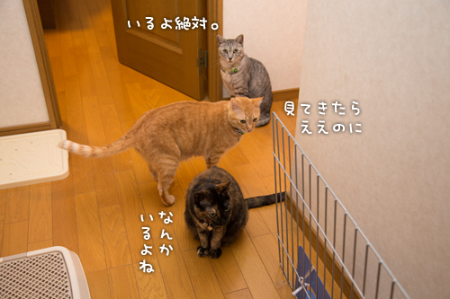 なんでも初めては嬉しい_d0355333_15265953.jpg