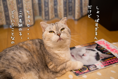 ねこころ_d0355333_15270255.jpg