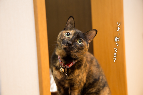 ねこころ_d0355333_15270269.jpg
