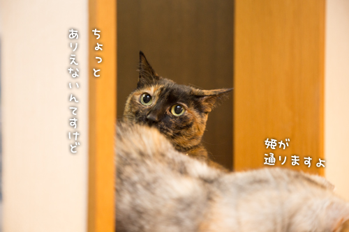 ねこころ_d0355333_15270296.jpg