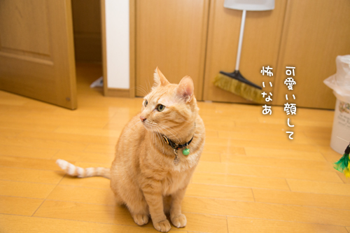 最強はやっぱり。_d0355333_15270466.jpg