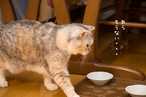 ハッピーバースデー14歳バンザイ!_d0355333_15270511.jpg
