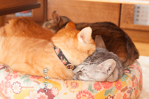 もりもり_d0355333_15270702.jpg