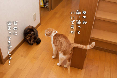 通せんぼ。_d0355333_15270929.jpg